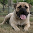 Teddy - 11 Months