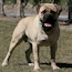 Teddy - 17 Months