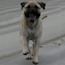Teddy - 11 Months