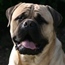 Teddy - 11 Months