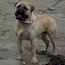 Teddy - 16 Months