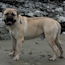 Teddy - 16 Months