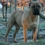 Teddy - 17 Months