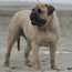 Teddy - 17 Months