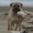 Teddy - 17 Months