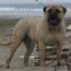 Teddy - 17 Months