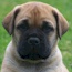 Vaylo - 05.5 Weeks