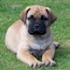 Vaylo - 08 Weeks