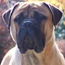 Vaylo - 14.5 Months