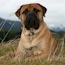 Vaylo - 14.5 Months