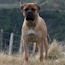 Vaylo - 17 Months