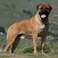 Vaylo - 19 Months