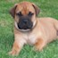 Viggo - 06 Weeks