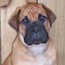 Viggo - 08 Weeks