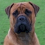 Viggo - 16 Months