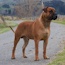 Viggo - 19 Months