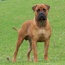 Viggo - 19 Months