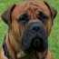 Viggo - 24 Months