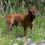 Viggo - 24 Months