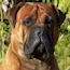 Viggo - 30 Months
