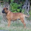 Viggo - 30 Months
