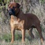 Viggo - 30 Months