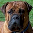 Viggo - 33 Months