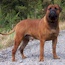 Viggo - 03 years