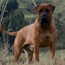 Viggo - 03.5 Years