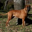 Viggo - 04.5 Years
