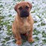 Yaana - 13 Weeks